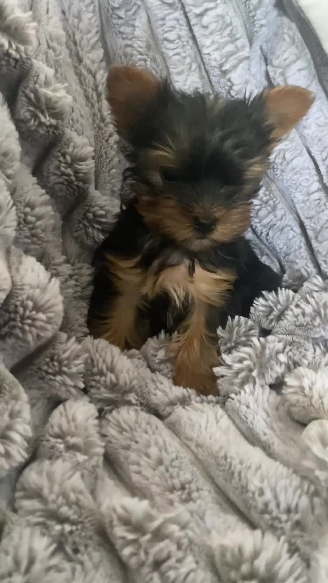Yorkshire Terrier dogs for sale: Pure Breed Toy Yorkshire Terrier Pups Ready Now!  - Video 2