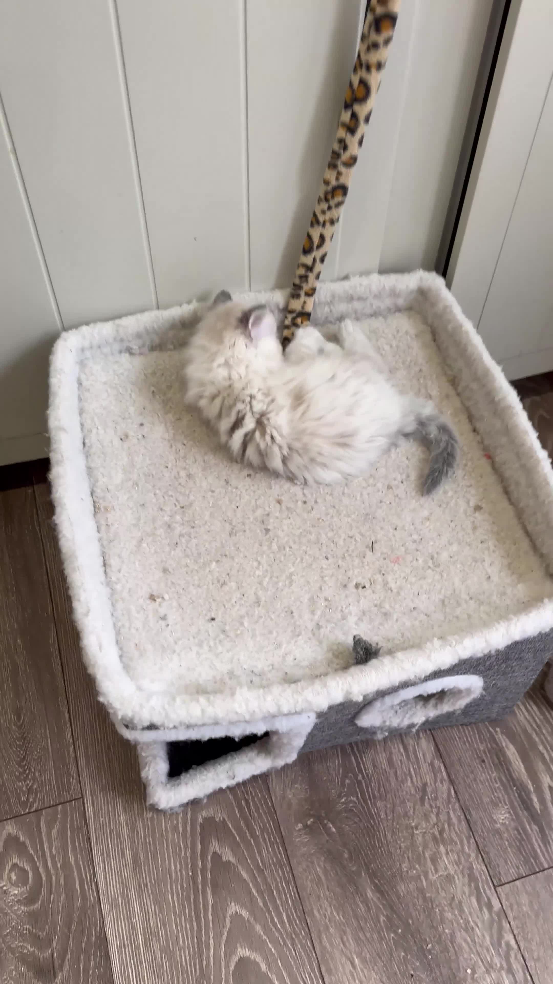 Ragdoll cats for sale: Last boy Stunning crazy playful pure Ragdoll - Video 4