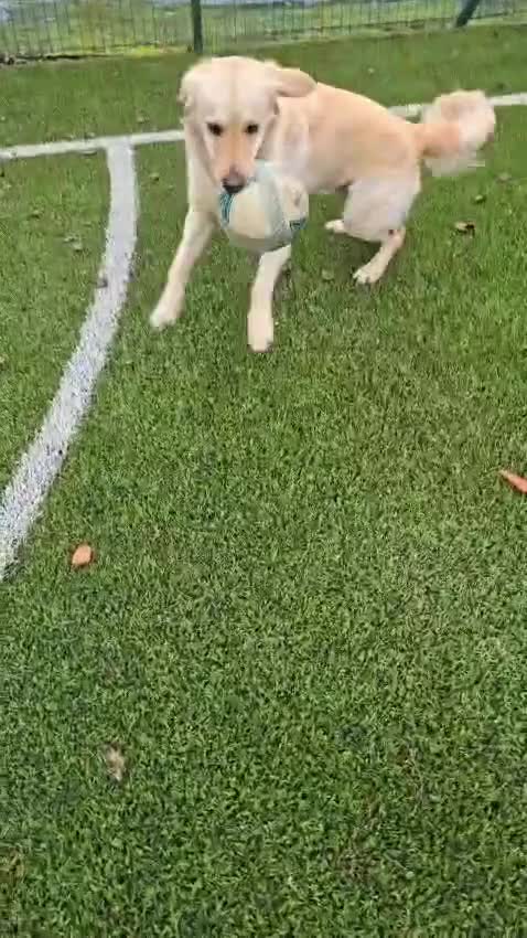 Golden Retriever dogs for sale: Meet 2 Yr old Arlo KC Registered Golden Retriever - Video 3