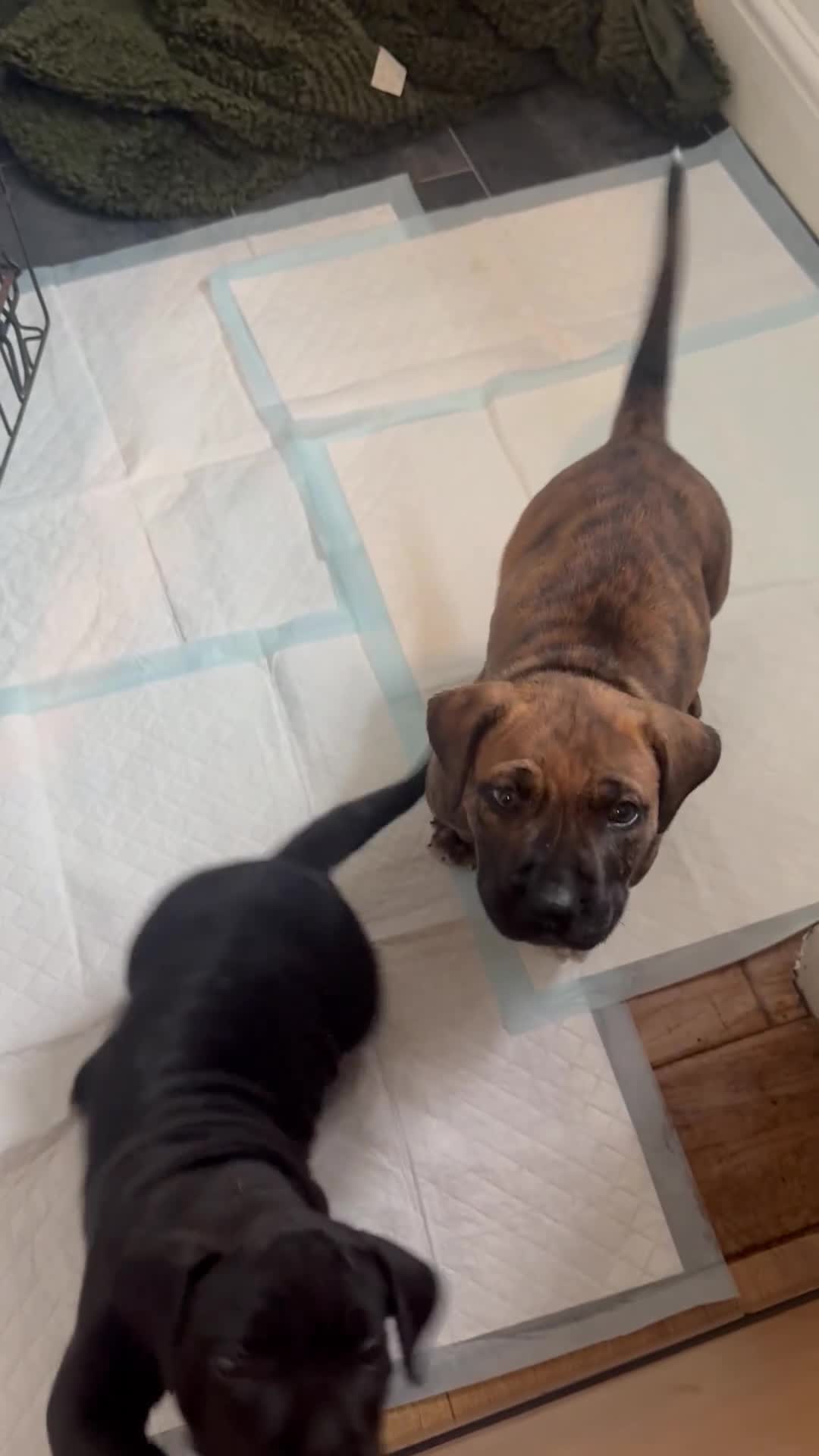 Presa Canario dogs for sale: Pedigree Presa Canario Puppies  - Video 3