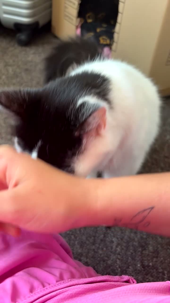 Turkish Van cats for sale: Beautiful oreo needing new home  - Video 1
