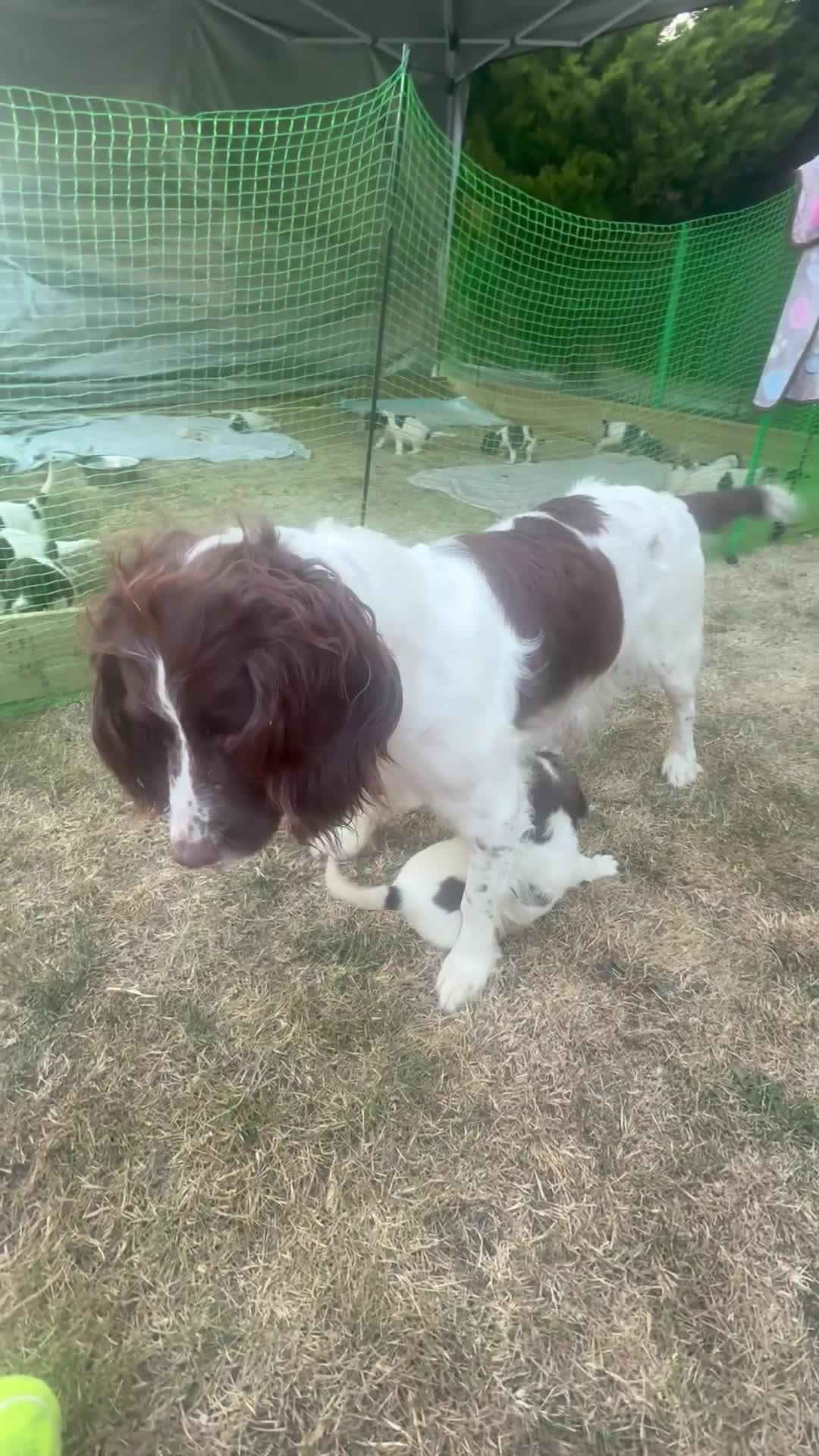 English Springer Spaniel dogs for sale: KC Registered English Springer Spaniel Puppies - Video 3