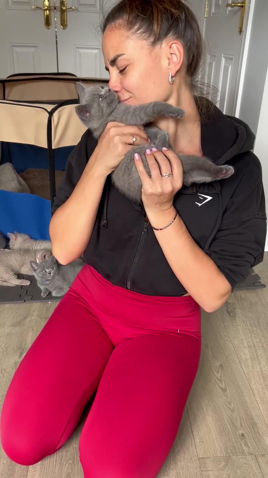 British Shorthair cats for sale: 🏆Grand Champion Sired GCCF BritishShorthair 1left - Video 3