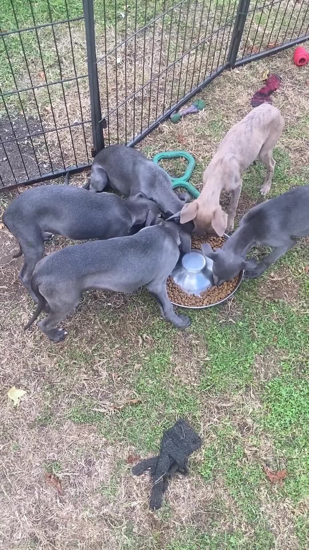 Whippet dogs for sale: Two Beautiful Whippet girls remaining  - Video 2