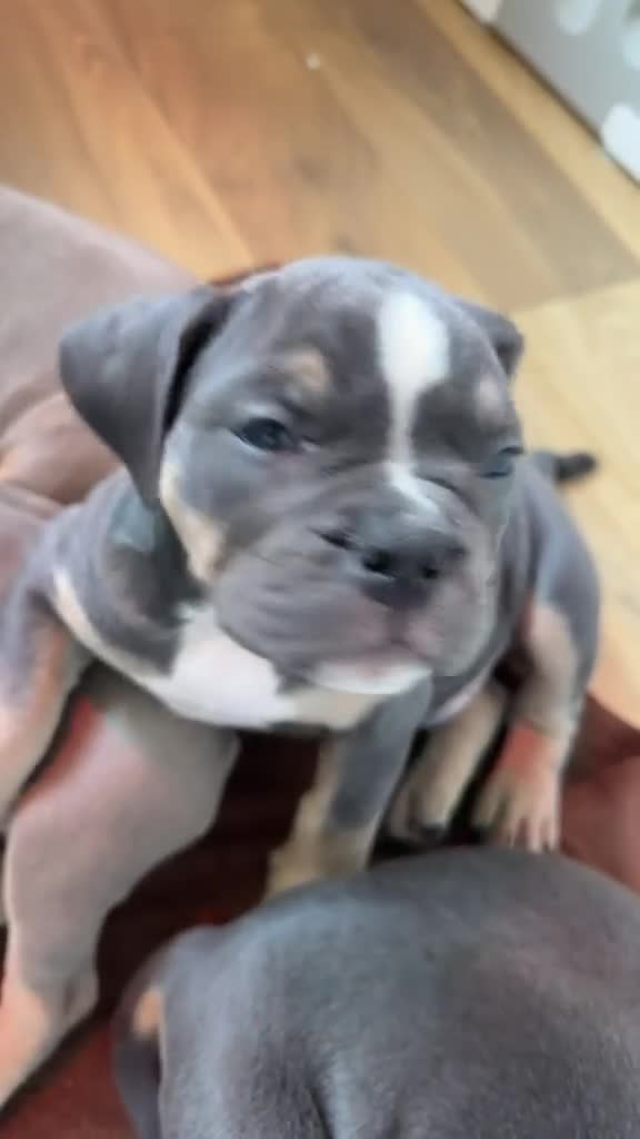 Dorset Olde Tyme Bulldogge dogs for sale: Olde english bulldogge - Video 1