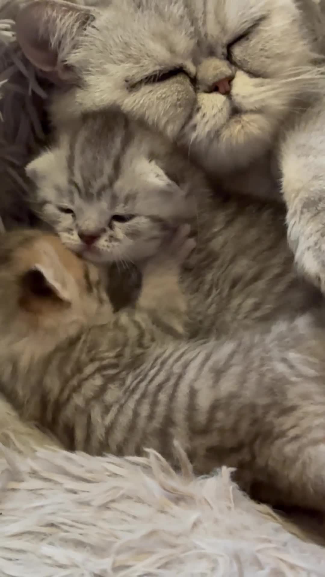 Exotic cats for sale: Exotic Shorthair Cross Kittens - Video 1