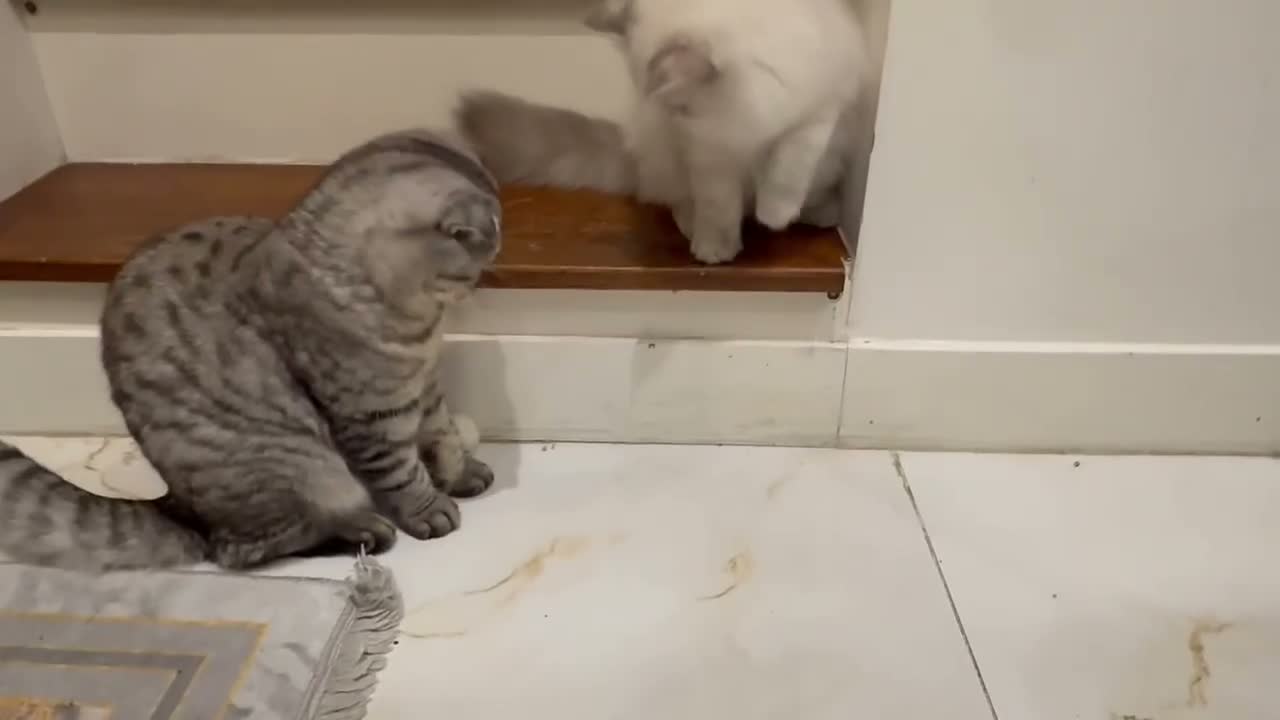 Ragdoll cats for sale: £300 Friendly female scotch fold ears available - Video 2