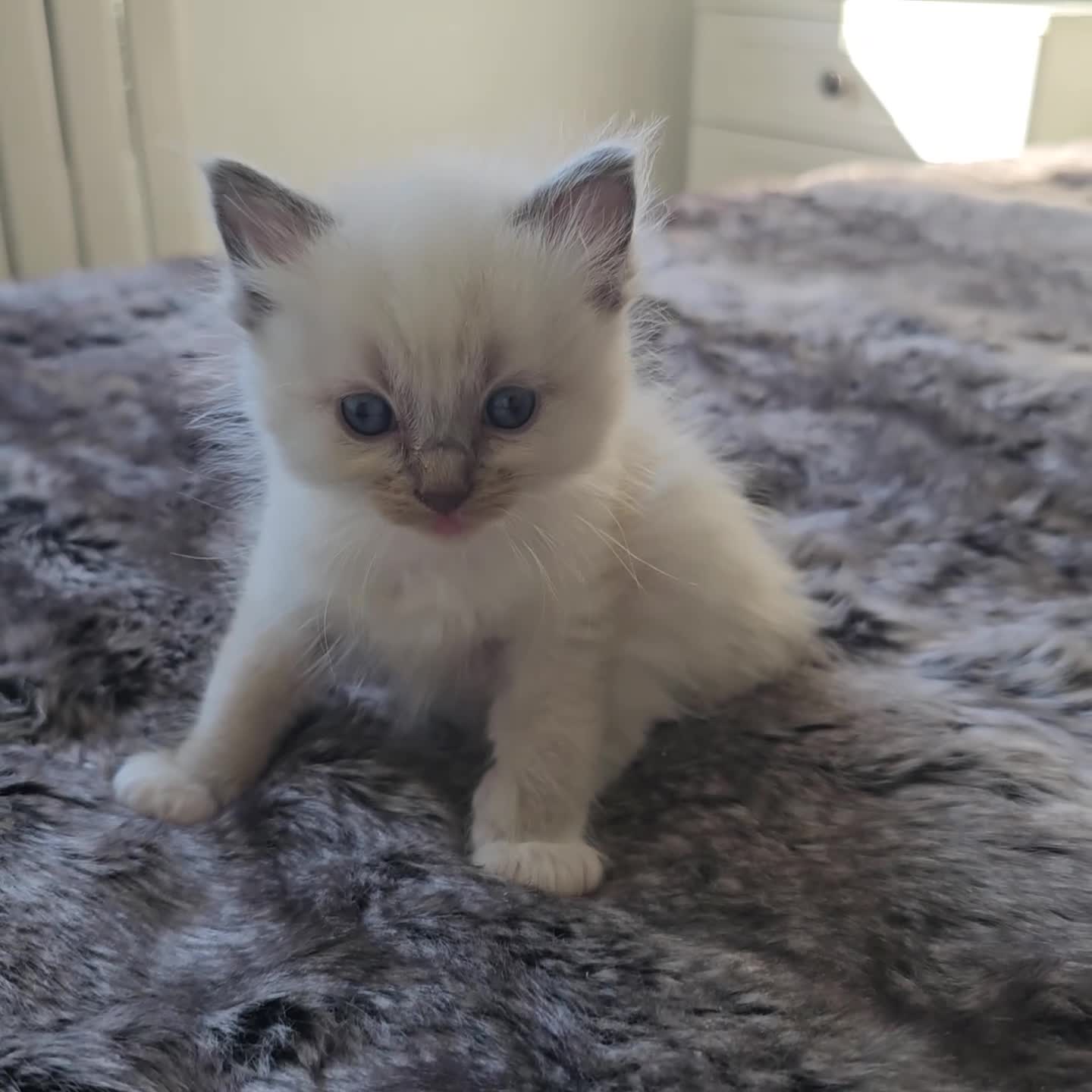 Ragdoll cats for sale: stunning  ragdoll kittens  - Video 4