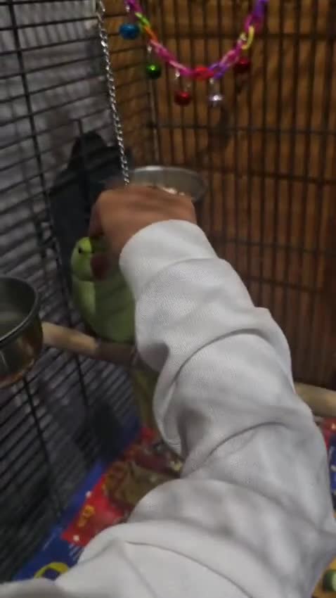 Parrots birds for sale: Indian ringneck - Video 2