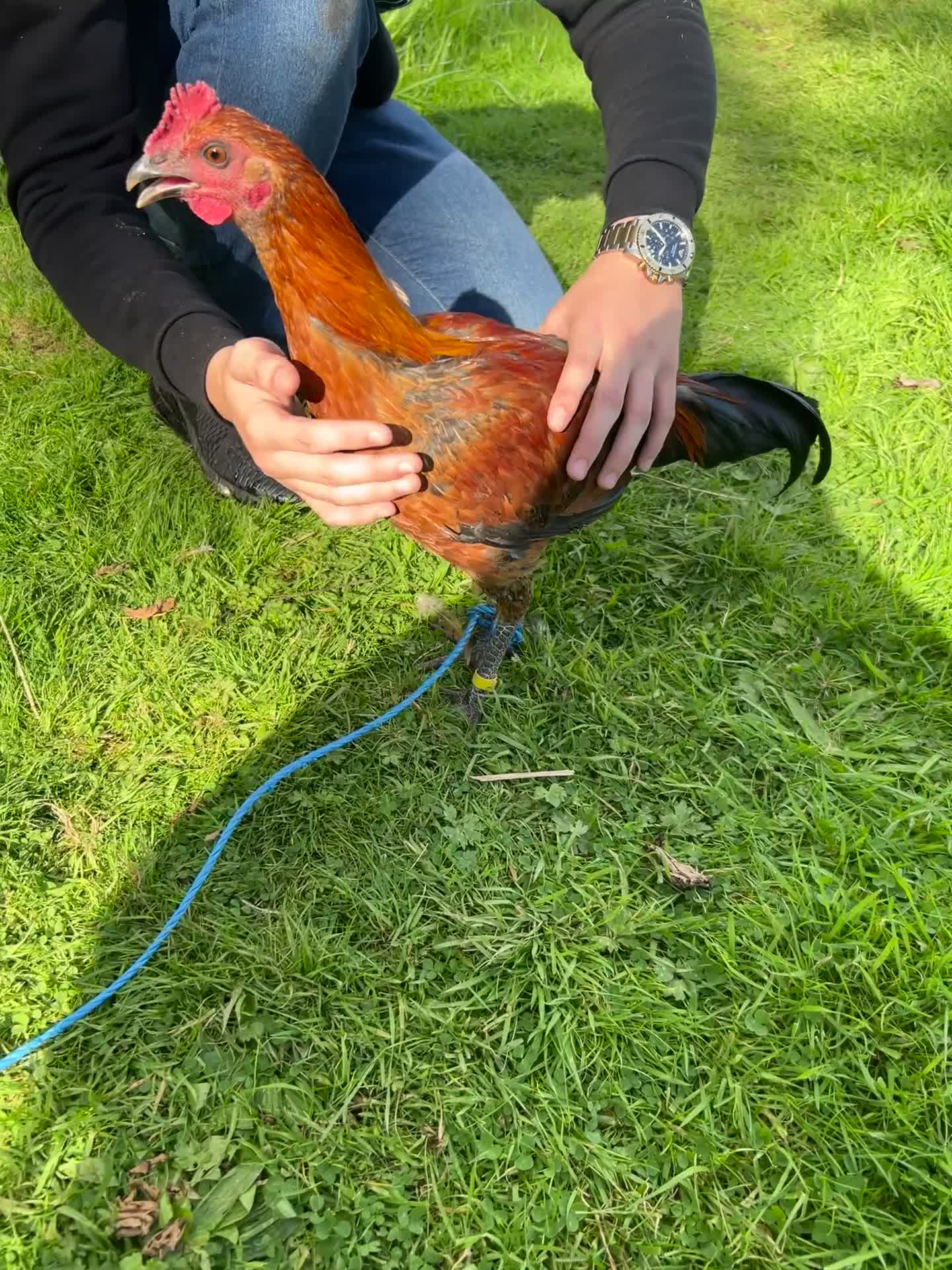 Chickens poultry for sale: Old english gamefowl stag - Video 1