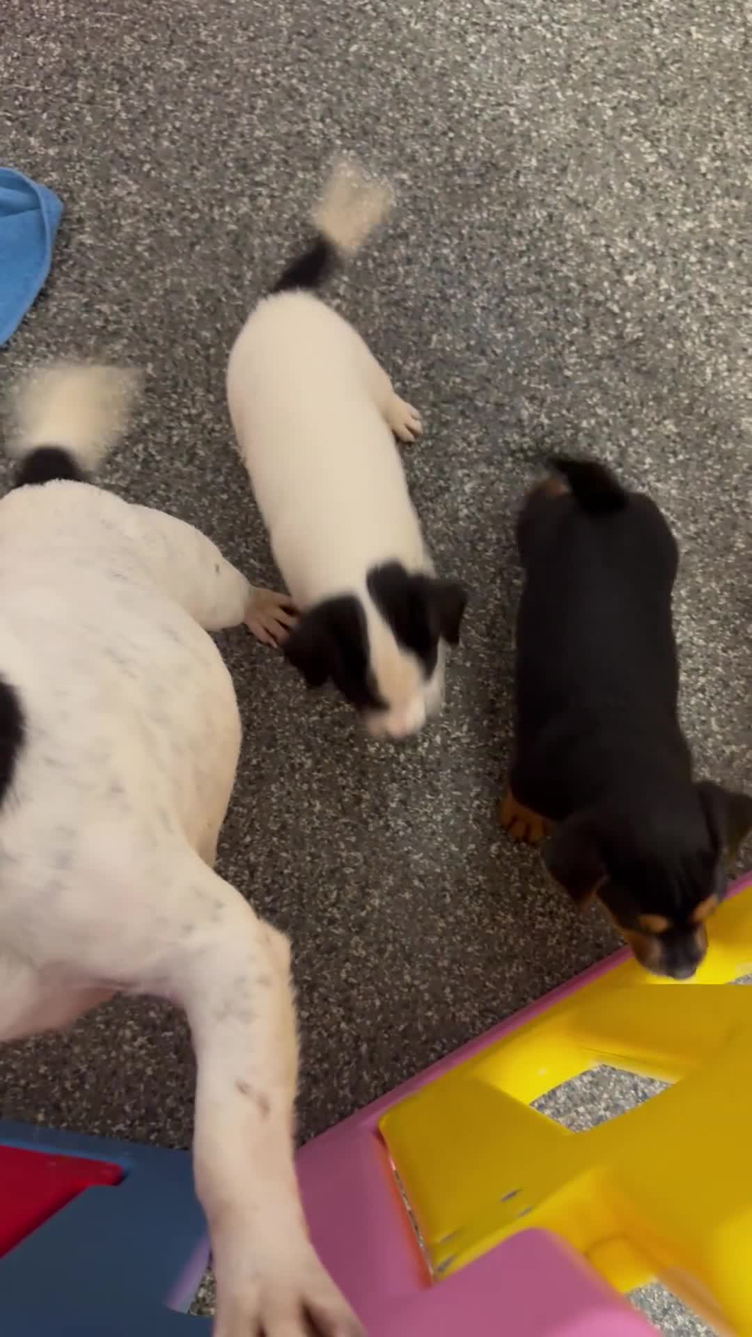 Jack Russell dogs for sale: Beautiful traditional Jack Russell puppies - Video 1