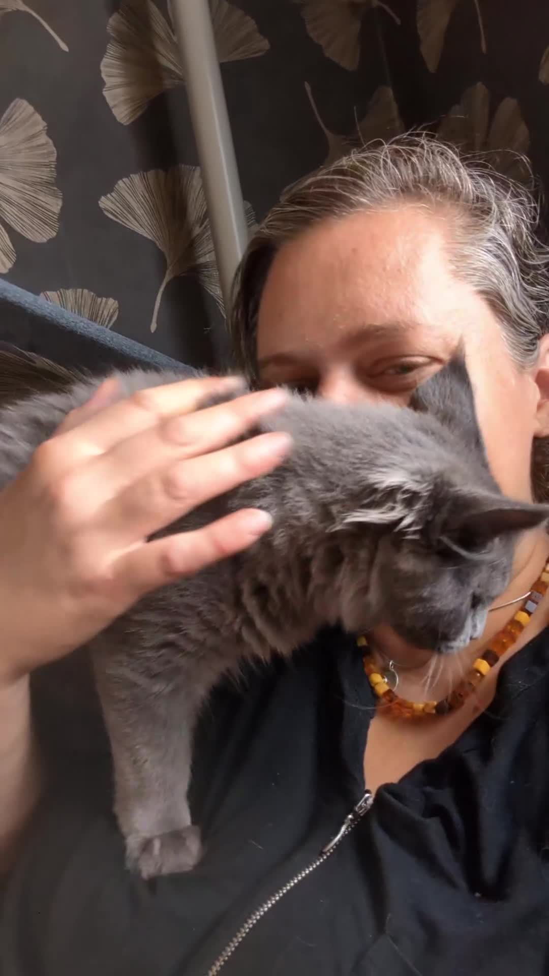 Maine Coon cats for sale: Maine coon kitten. Tica registered - Video 3