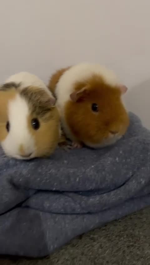 Guinea Pig rodents for sale: Two beautiful guinea pigs with cage FREE!!!!! - Video 1