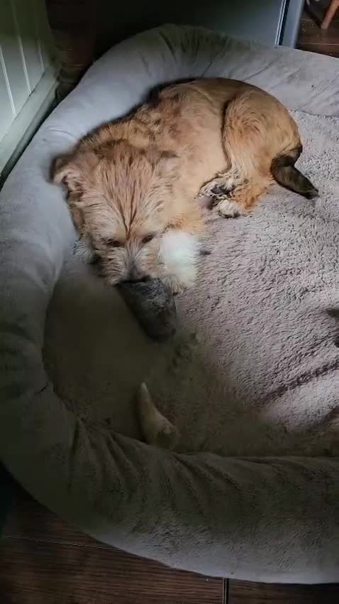 Mixed Breed dogs for adoption: Reeva in Buxton - Video 1