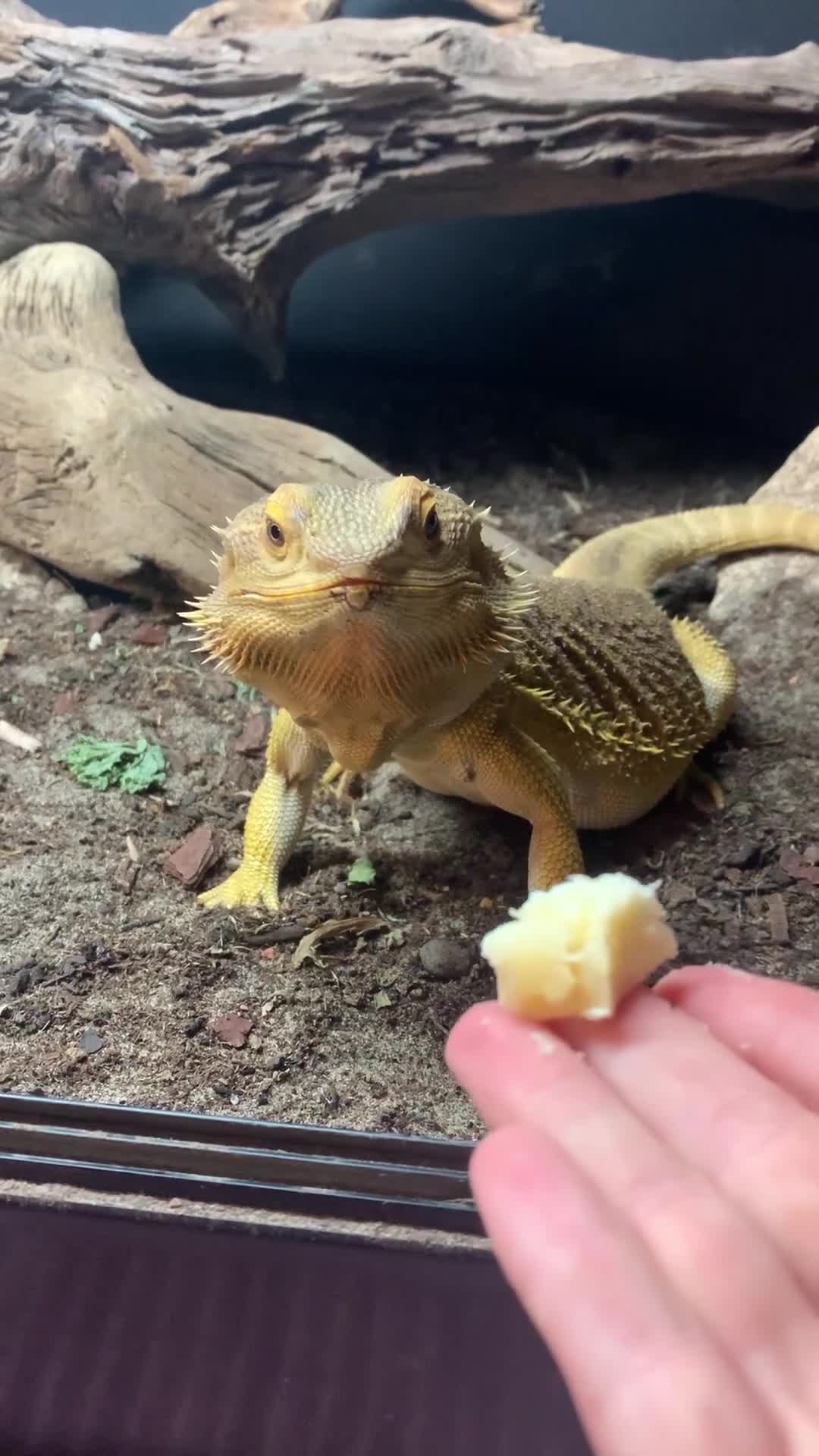 Bearded Dragon reptiles for sale: Adult Bearded dragon free to good home  in Cardiff - Video 1