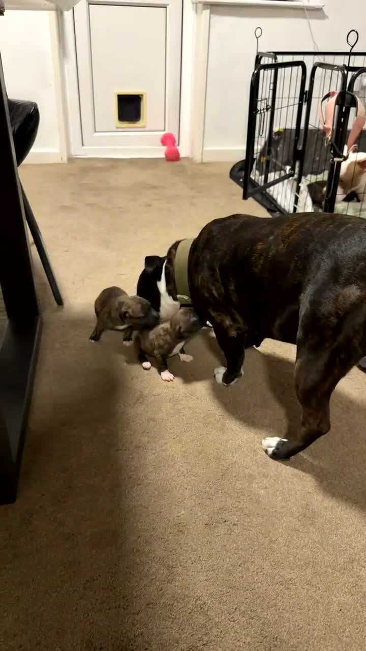 Staffordshire Bull Terrier dogs for sale: 8 beautiful, Staffordshire bull terrier puppies - Video 1