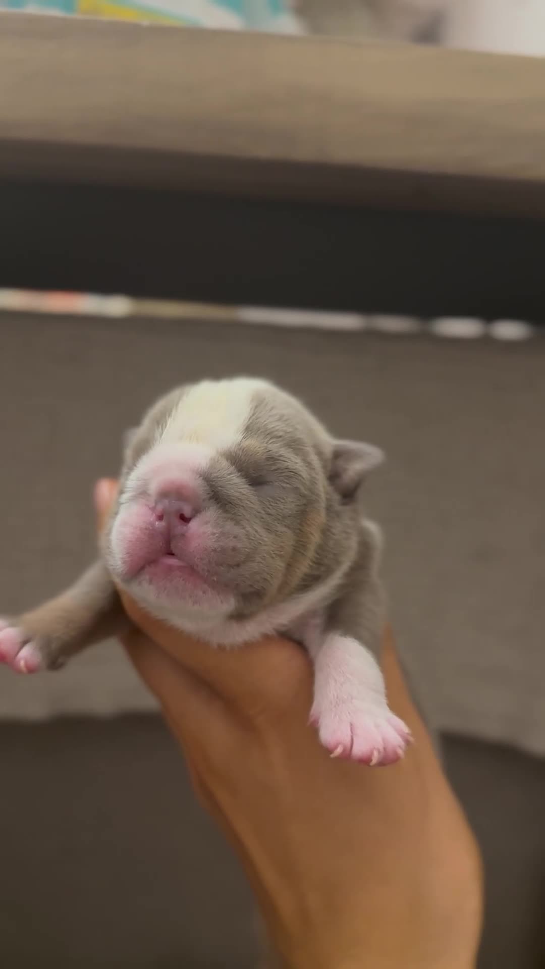 English Bulldog dogs for sale: 3 beautiful KC registered English Bulldogs - Video 3