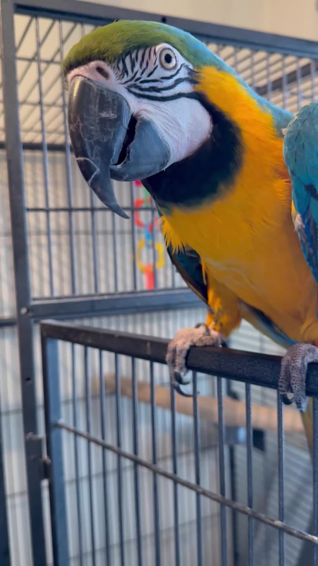 Macaws birds for sale: Macaw  - Video 2