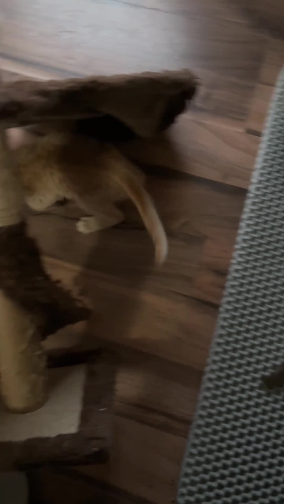 Mixed Breed cats for sale: Amazing Half Bengals !!! - Video 1