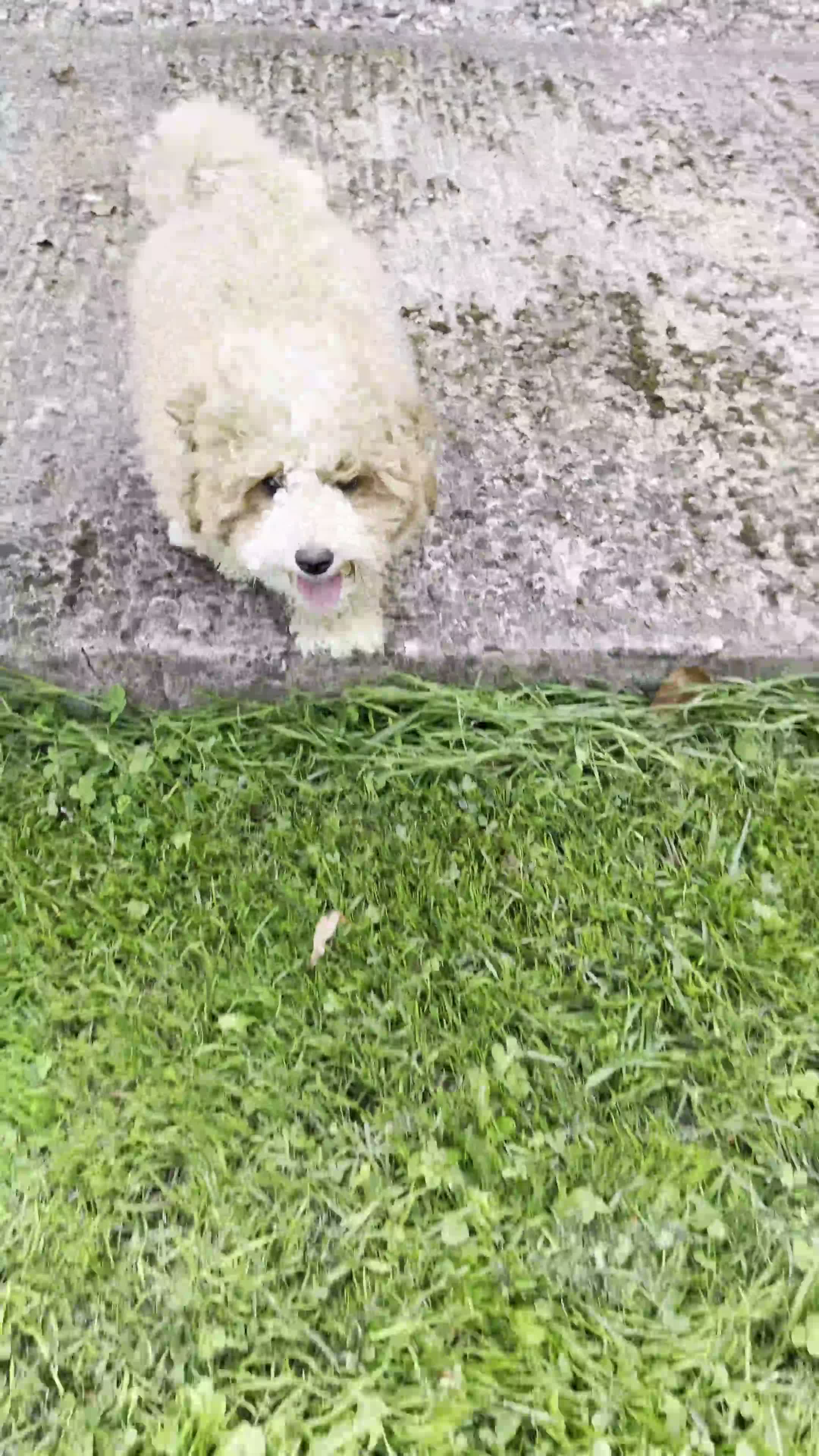 Maltipoo dogs for sale: Maltipoo Puppy - Video 1