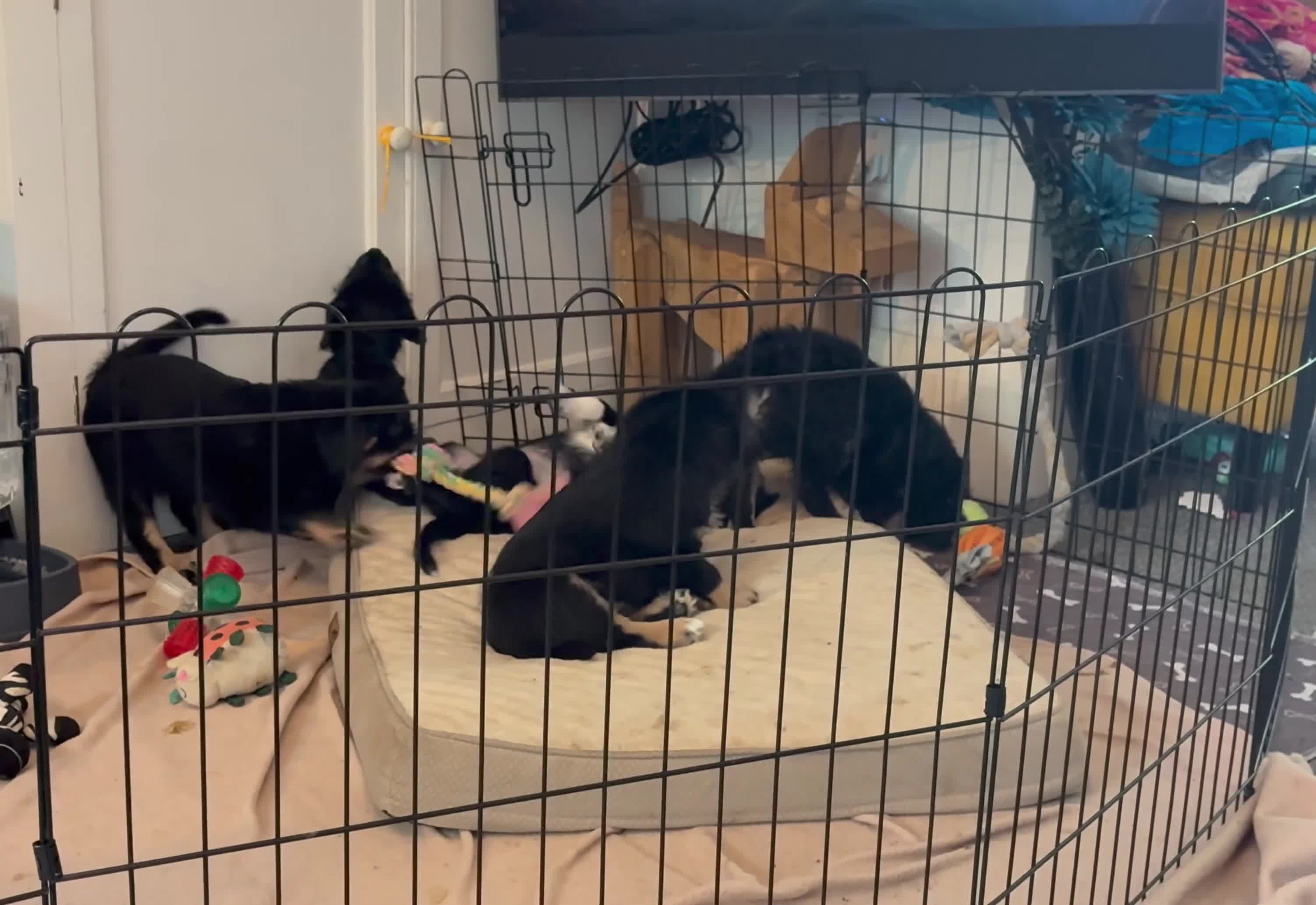 Mixed Breed dogs for sale: Shepradore Puppies - Video 1