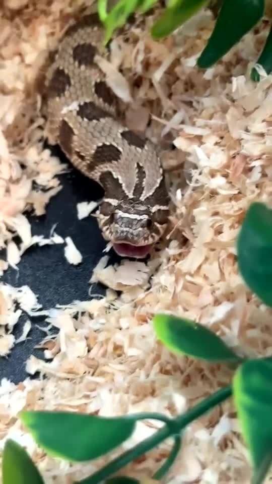 Snake reptiles for sale: Hognose snake  in Sutton - Video 2