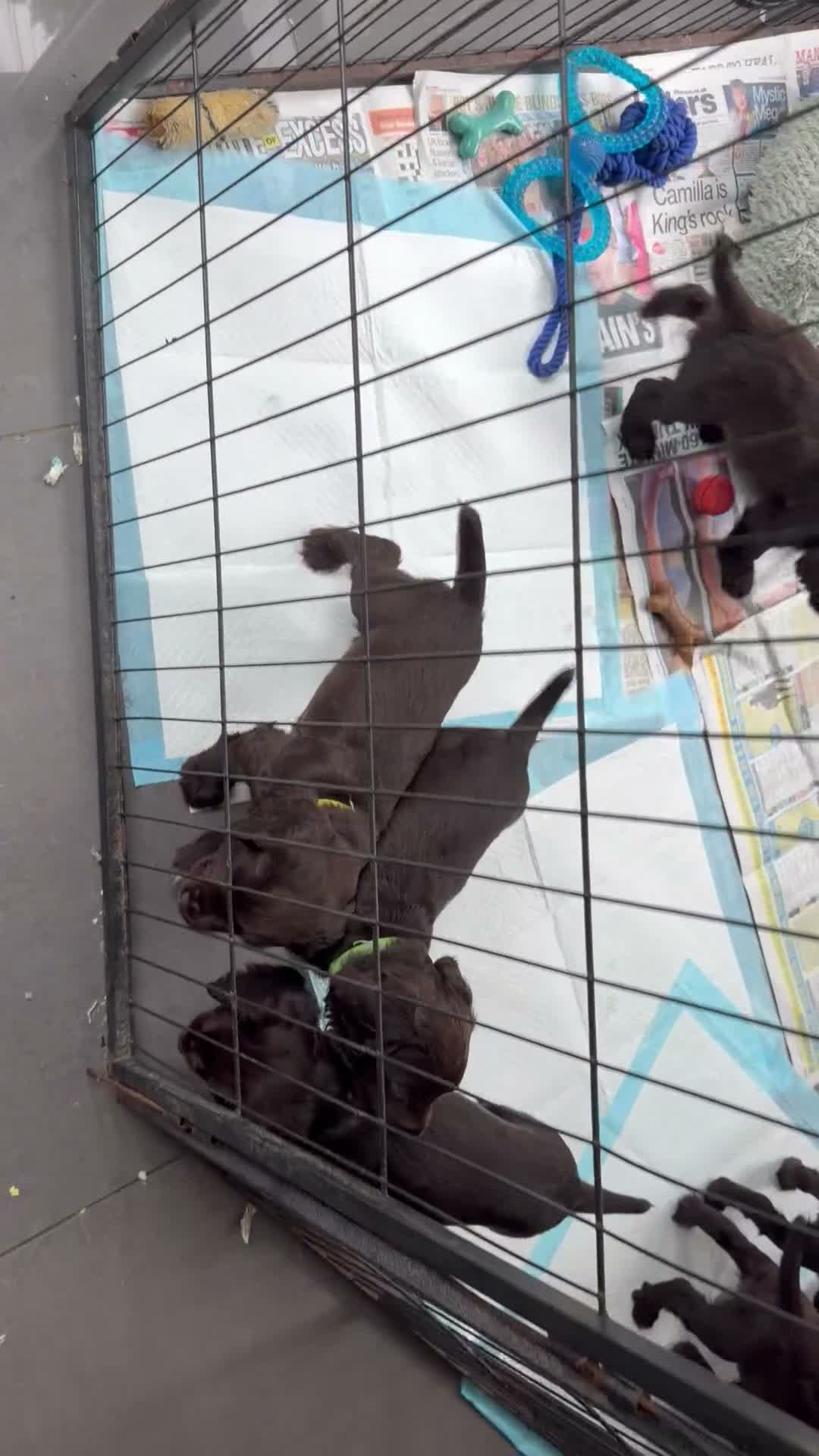 Cocker Spaniel dogs for sale: Liver Cocker spaniel puppys in Hook - Video 1