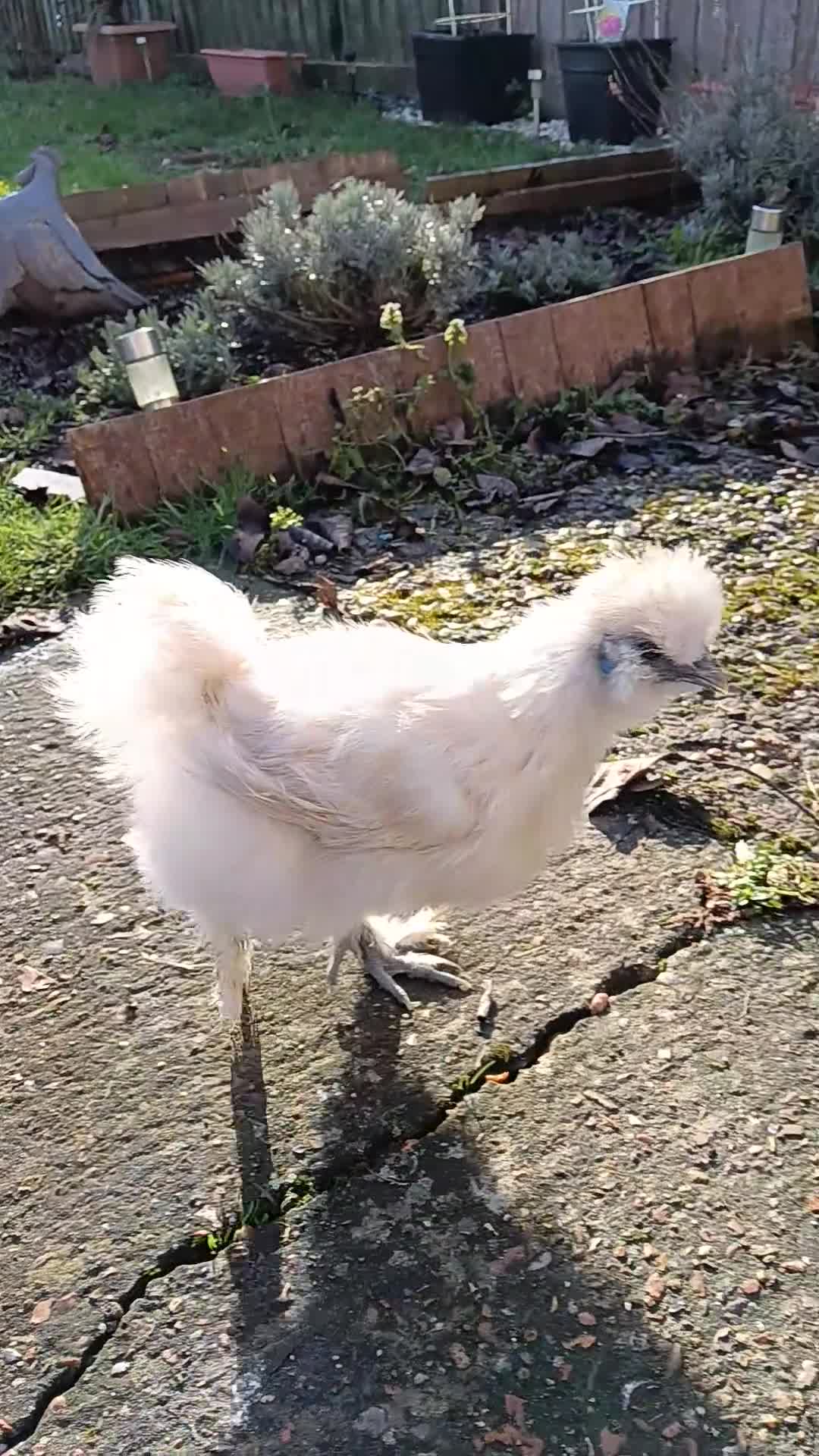 Chickens poultry for sale: Silkie chicken - Video 1