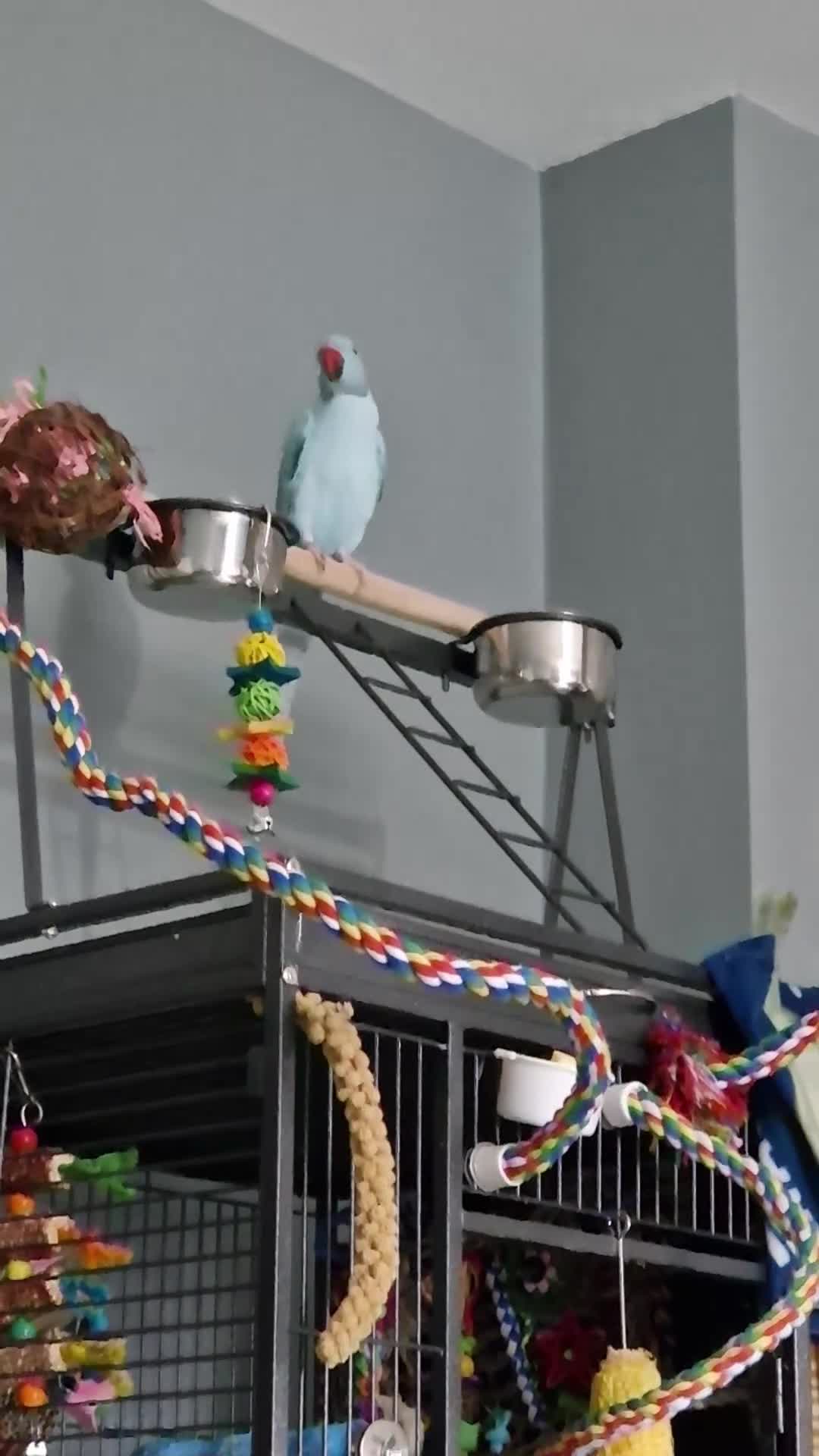 Ringnecks birds for sale: Female Indian ringneck in Oldbury - Video 2