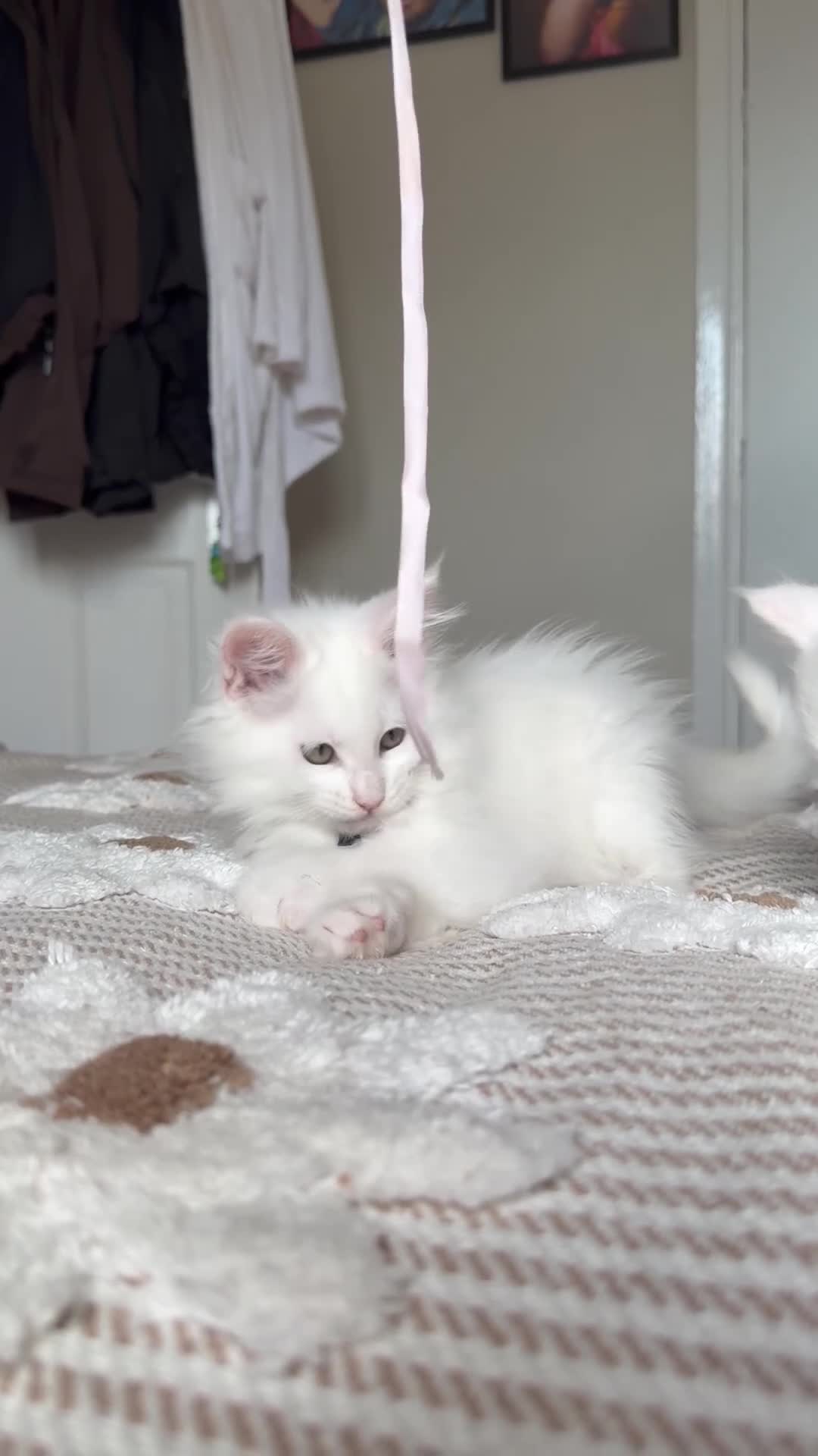 Maine Coon cats for sale: MAINE COON KITTENS. Some polydactyl.  - Video 1