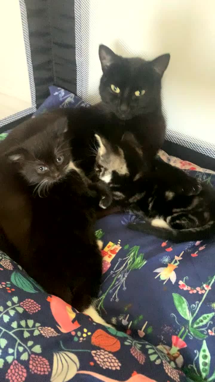 Mixed Breed cats for sale: 2 kittens 1 tux 1 tabby  - Video 4