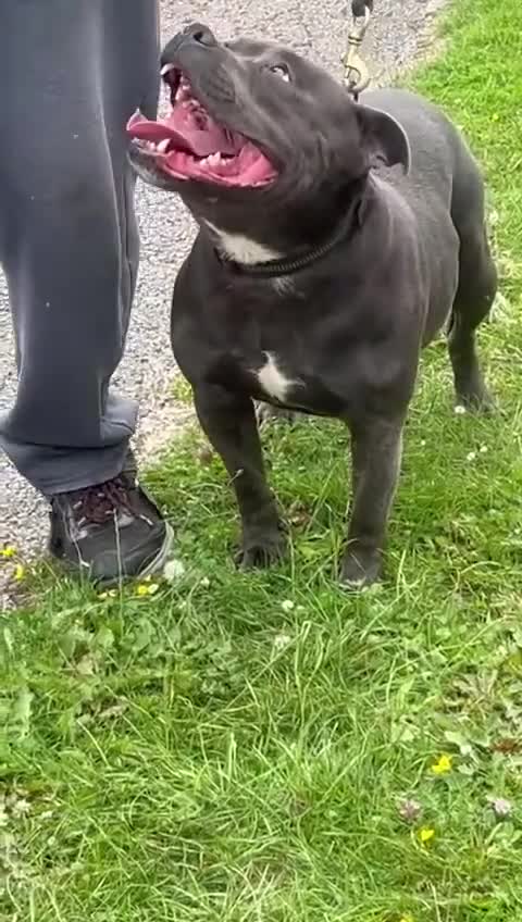 Staffordshire Bull Terrier dogs for stud: stunning  kc reg blue staffy for stud - Video 1