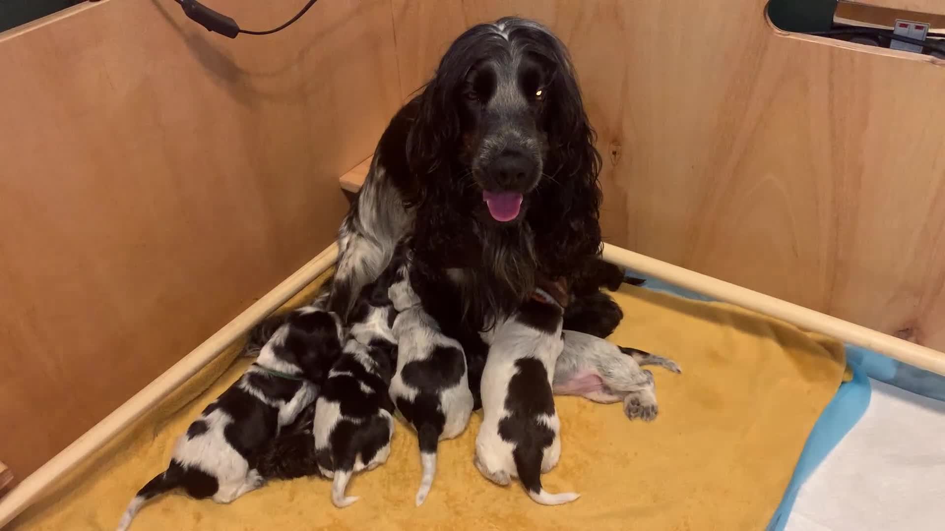 Cocker Spaniel dogs for sale: Cocker Spaniel ( show type) KC registered - Video 1