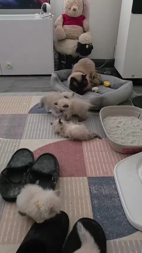 Ragdoll cats for sale: Ragdoll Kittens for sale - Video 3