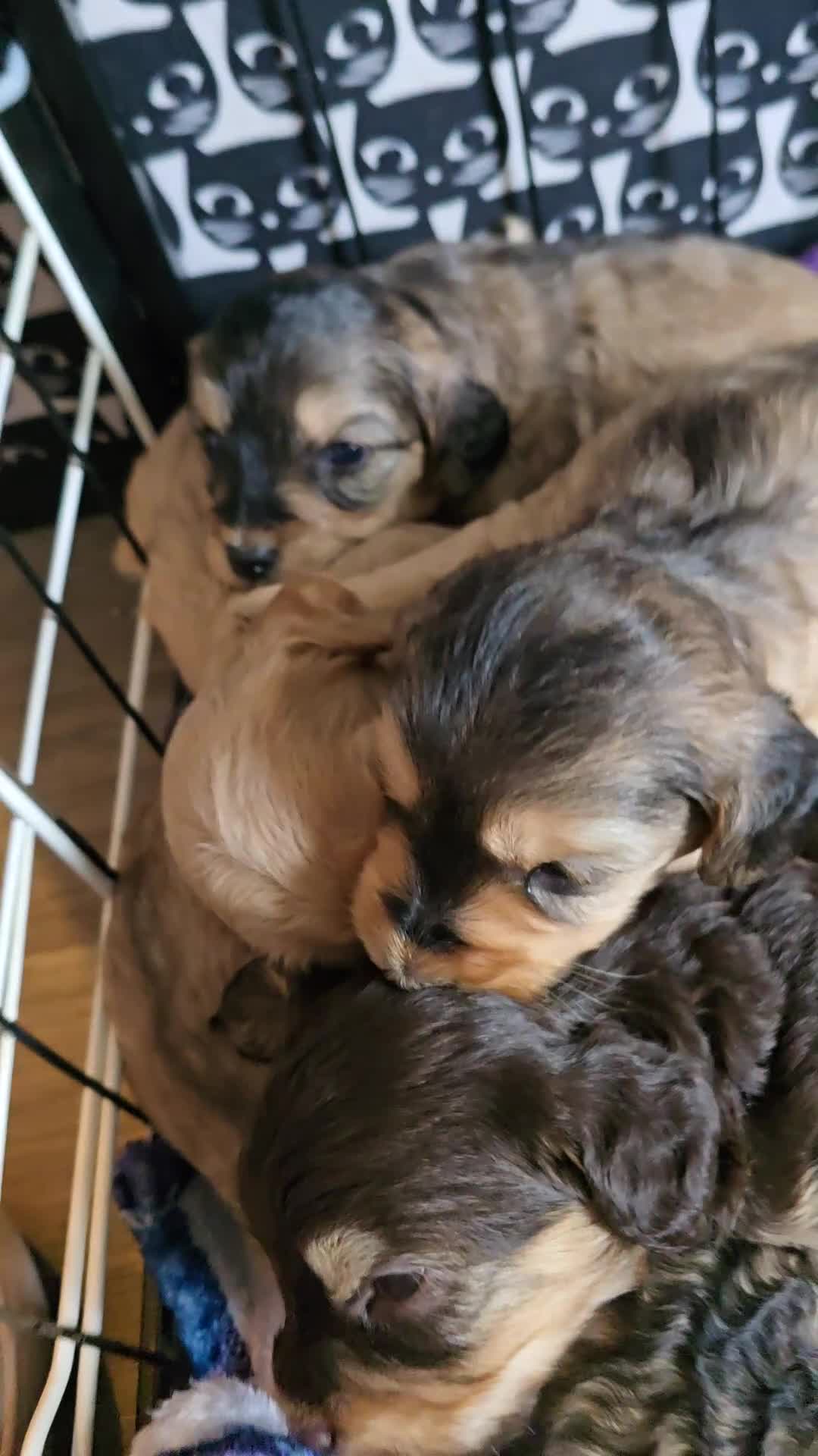Cockapoo dogs for sale: Cockapoo puppies looking for their Forever homes! - Video 1