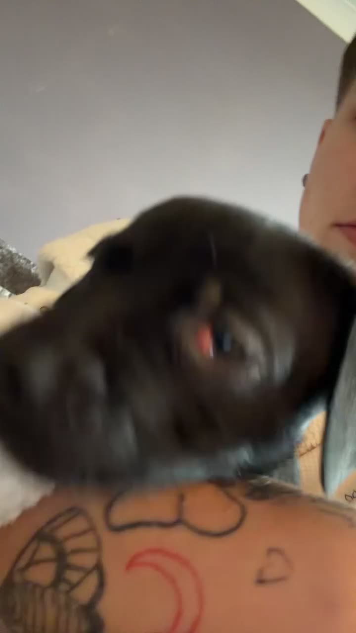 Mixed Breed dogs for sale: Lab x staffy girl puppy 2 Months old  - Video 2