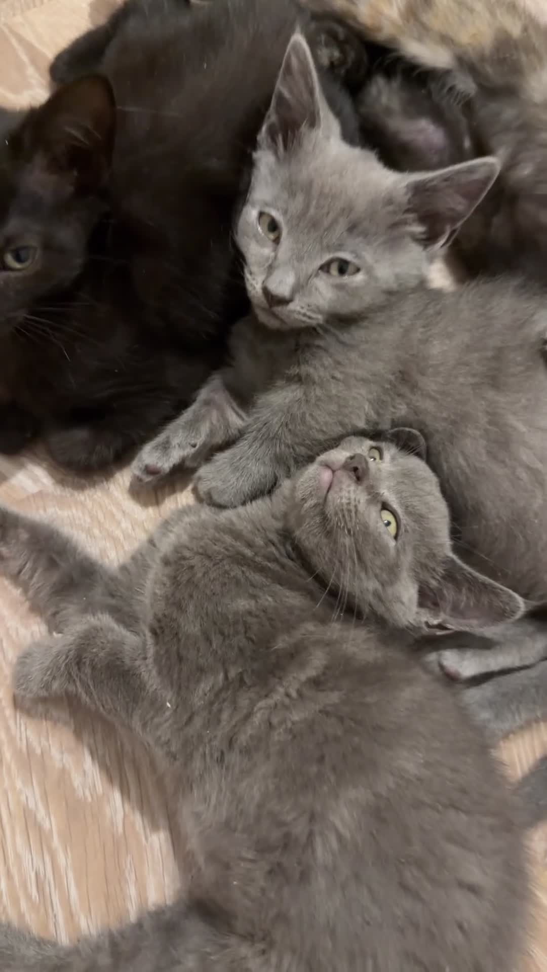 Munchkin cats for sale: REDUCED BLUE MINUET MUNCHKIN BOY -SUPER SHORT LEGS - Video 3