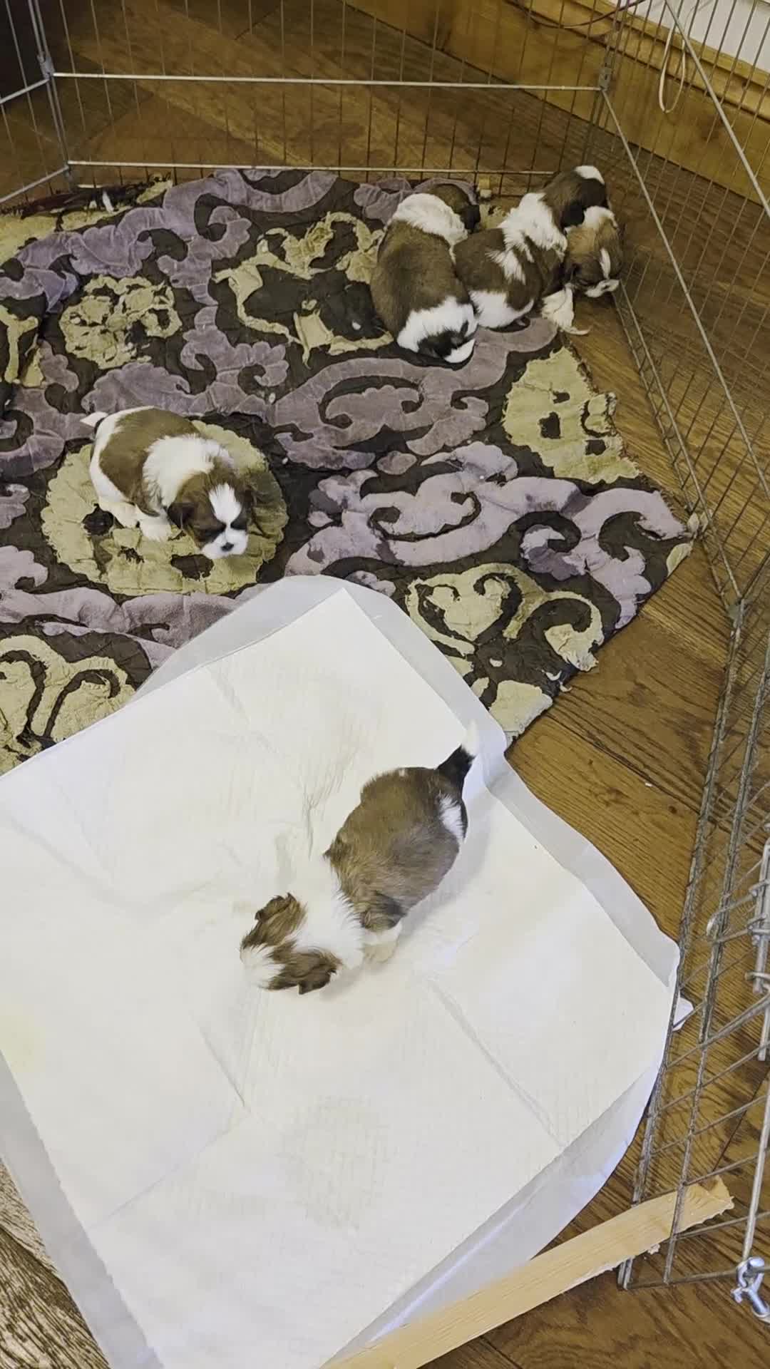 Shih Tzu dogs for sale: 5 stunning kc registered shih tzu pups - Video 1