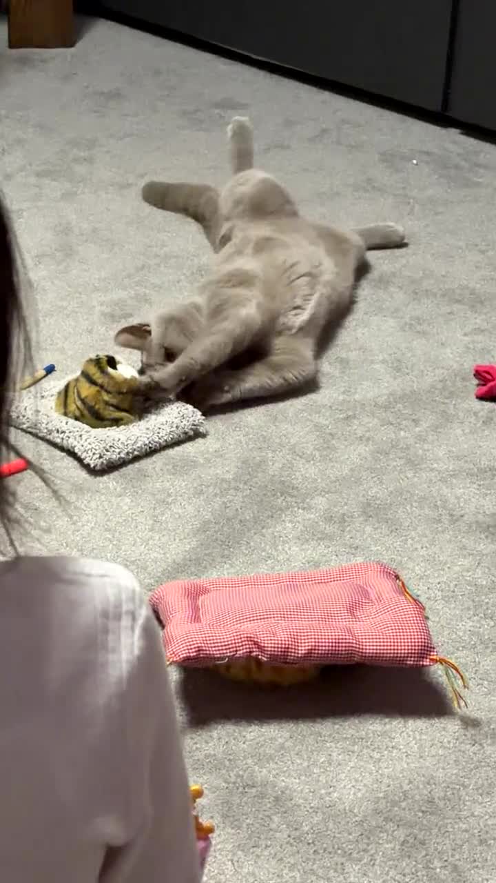 British Shorthair cats for sale: Qaswa  - Video 1