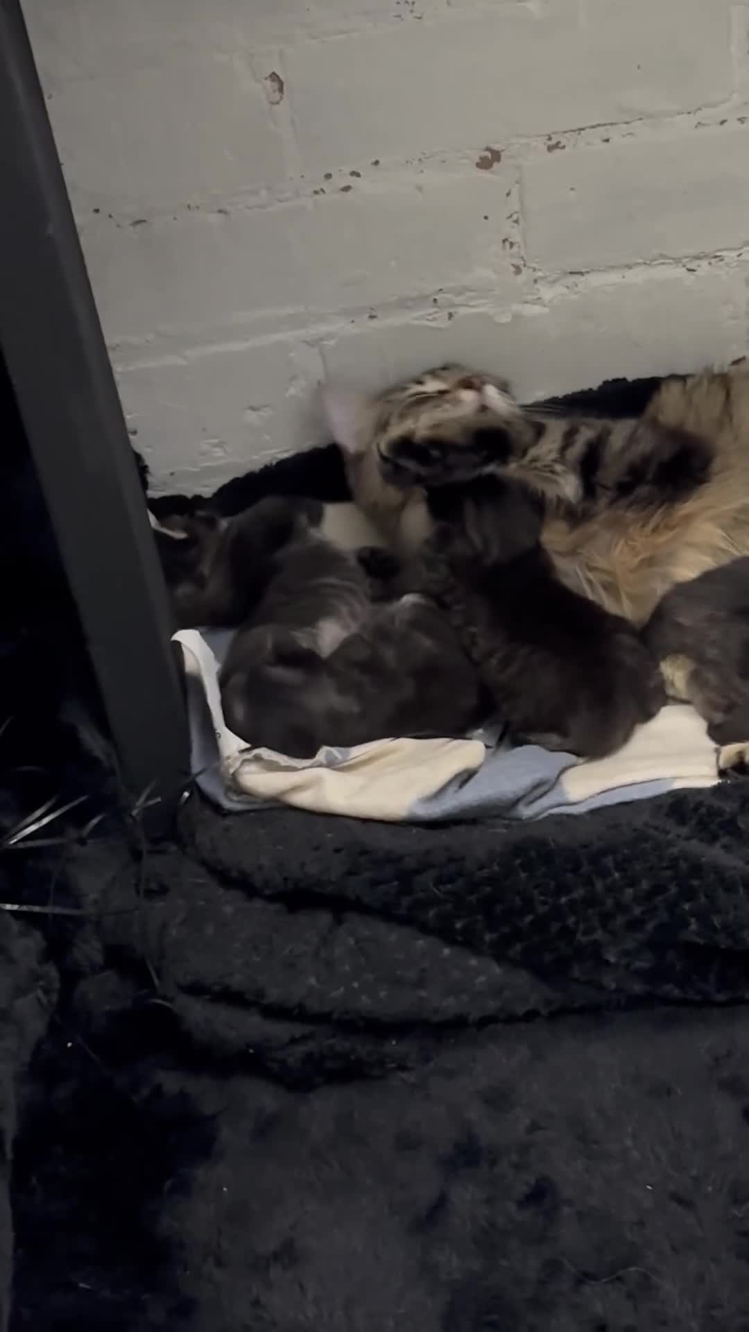 Mixed Breed cats for sale: Kittens available  in Preston - Video 1