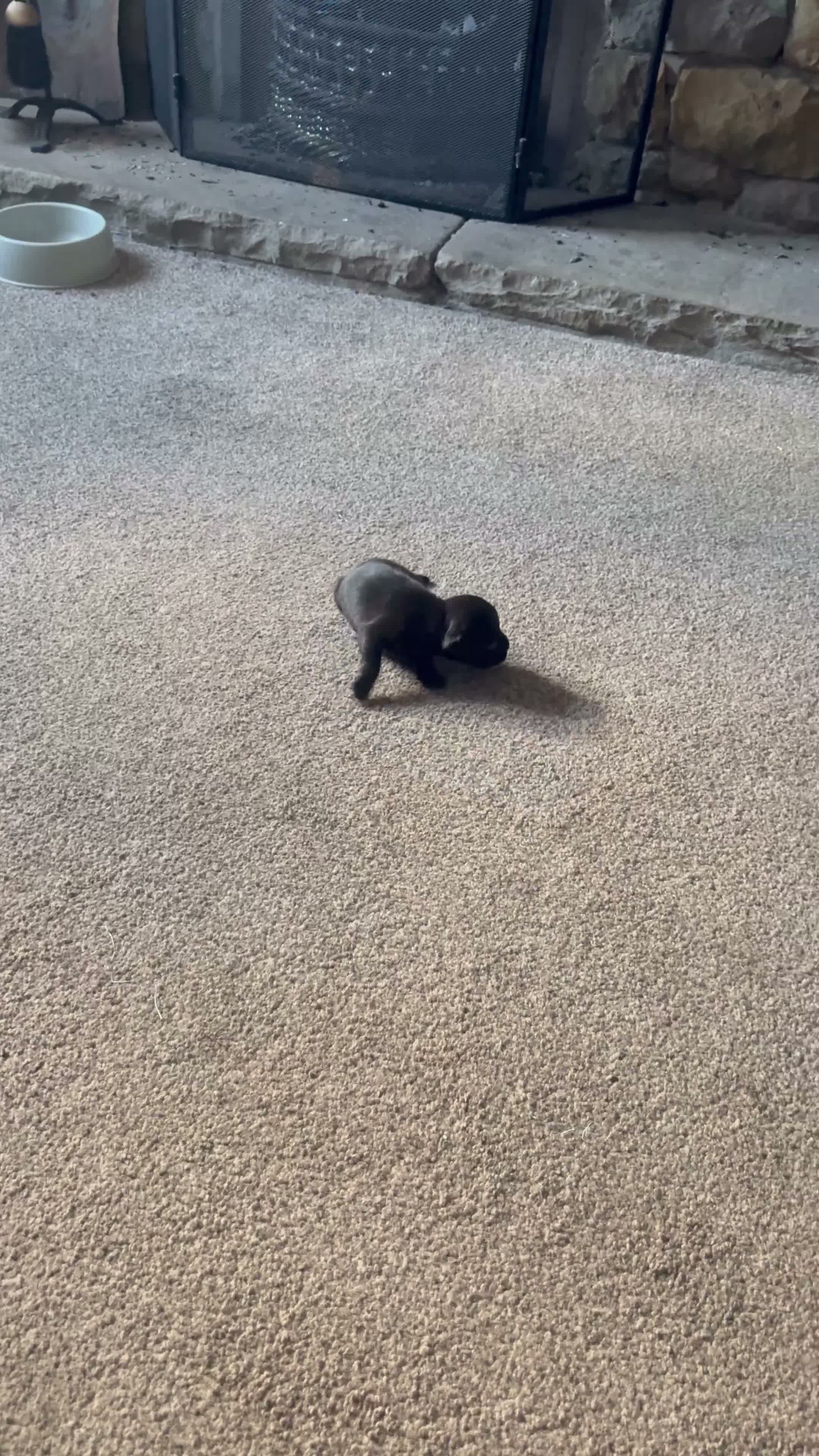 Staffordshire Bull Terrier dogs for sale: Beautiful Black Male Staffordshire Puppies av soon - Video 1