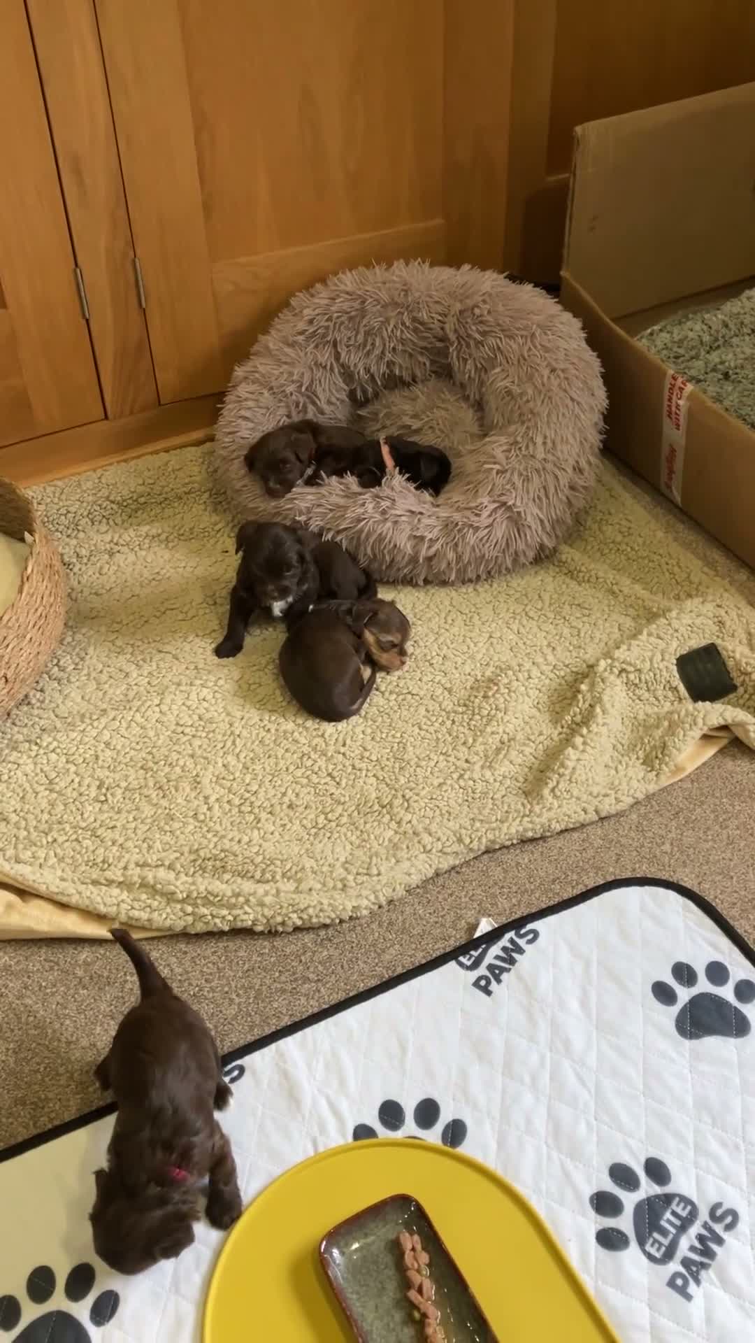Mixed Breed dogs for sale: Adorable Yorkie/Biewer Cross Puppies - Video 1