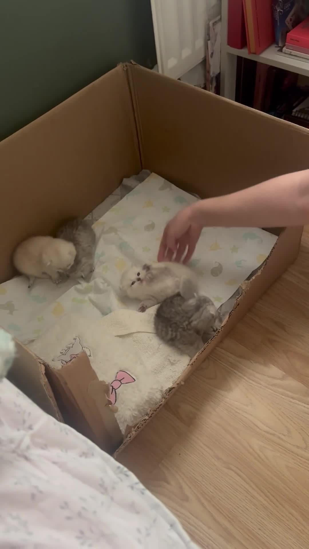 Mixed Breed cats for sale: Scottish Fold × British Shorthair Kittens in Enfield - Video 2