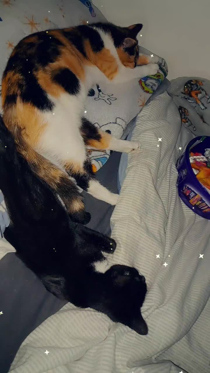 Mixed Breed cats for sale: Female calico cat looking for a forever home  in Pershore - Video 2