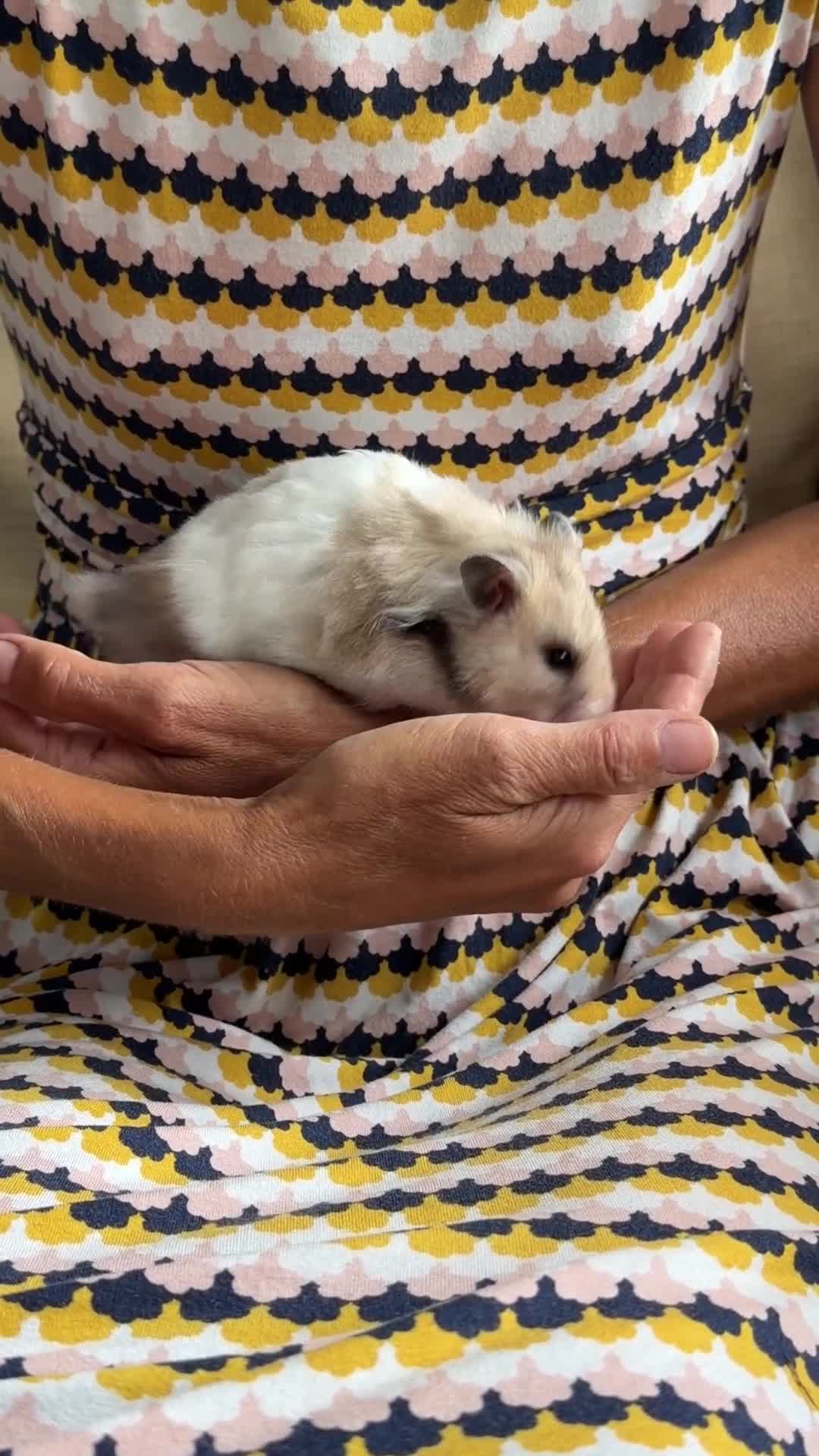 Hamster rodents for sale: Female Syrian Hamster Well Handled Pedigree  - Video 2