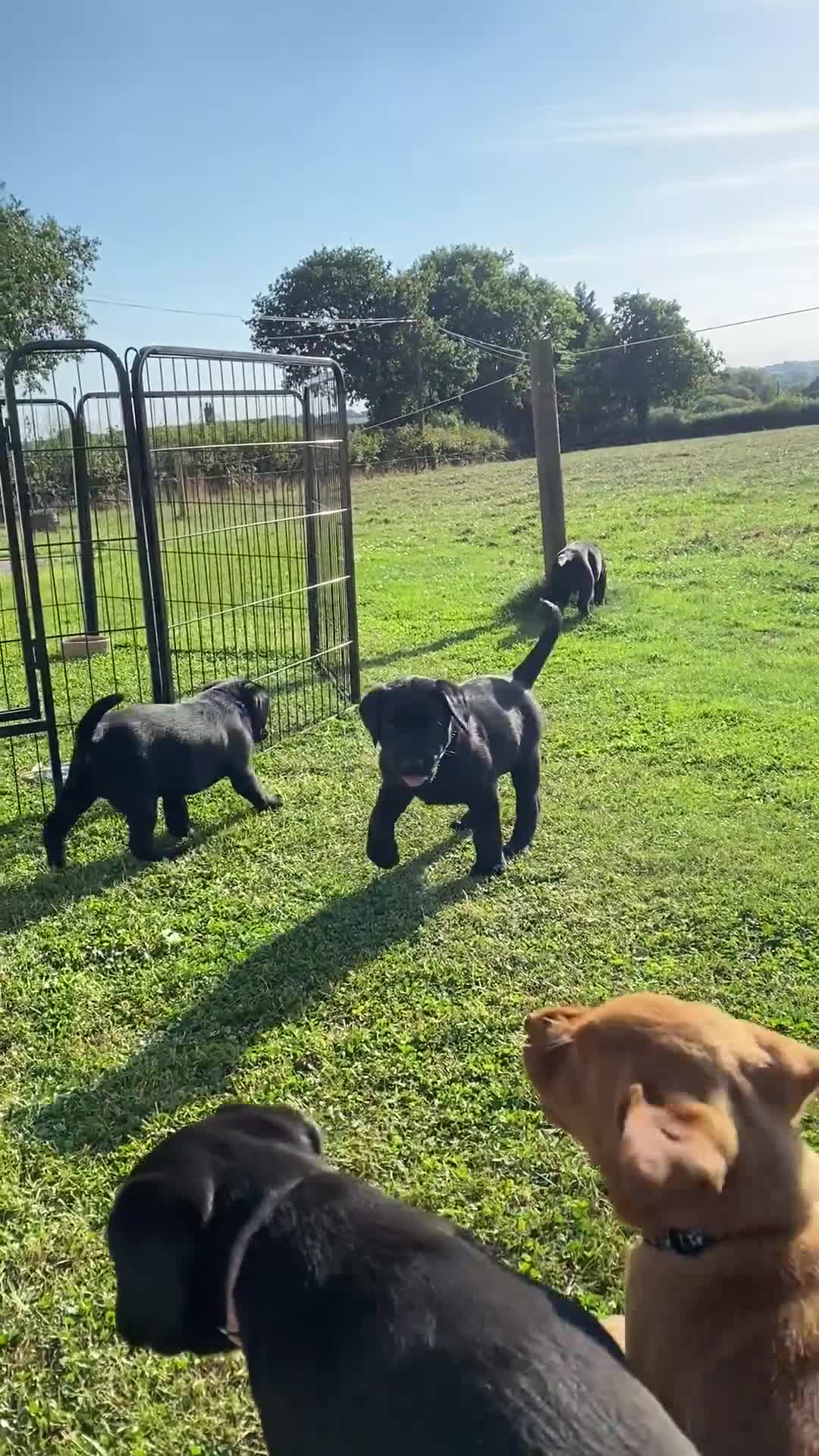 Labrador Retriever dogs for sale: Beautiful black lab dog - Video 1