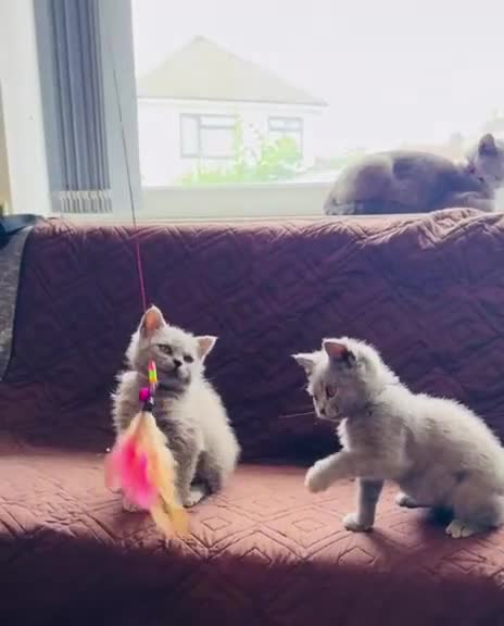British Shorthair cats for sale: 2 Beautiful British Shorthair Girls available - Video 1