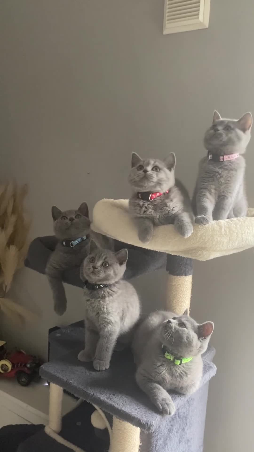 British Shorthair cats for sale: Active registered GCCF/TICA British Shorthair - Video 3