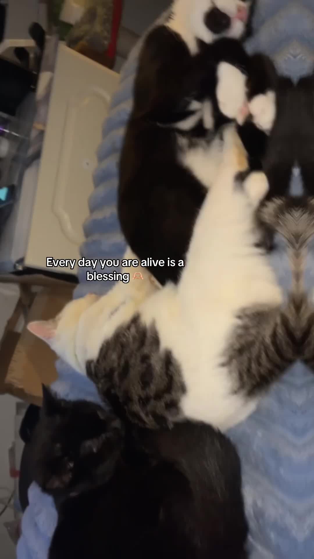 Mixed Breed cats for sale: Rescue cats- kittens and adults 🧡 - Video 2