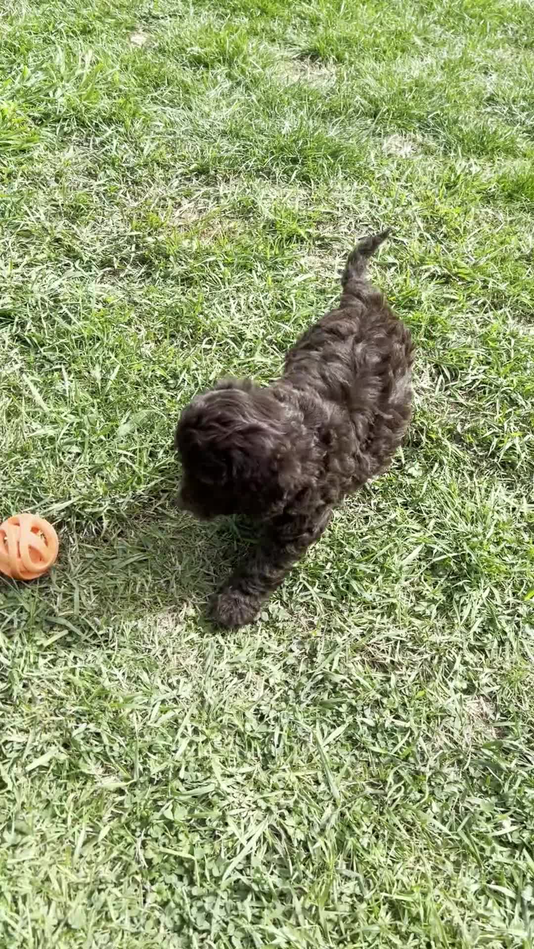 Cockapoo dogs for sale: Vet checked stunning Chocolate Cockapoo boy ready  - Video 3
